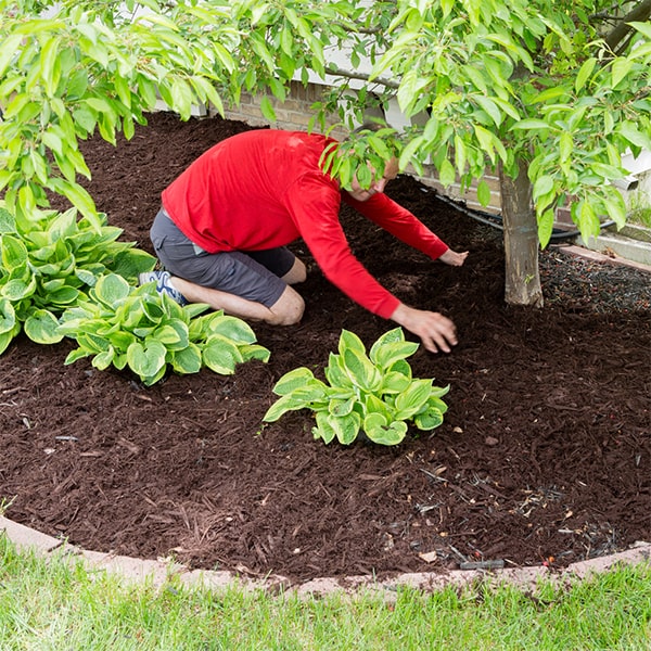 mulch installation can help suppress weeds, retain moisture, and improve soil quality